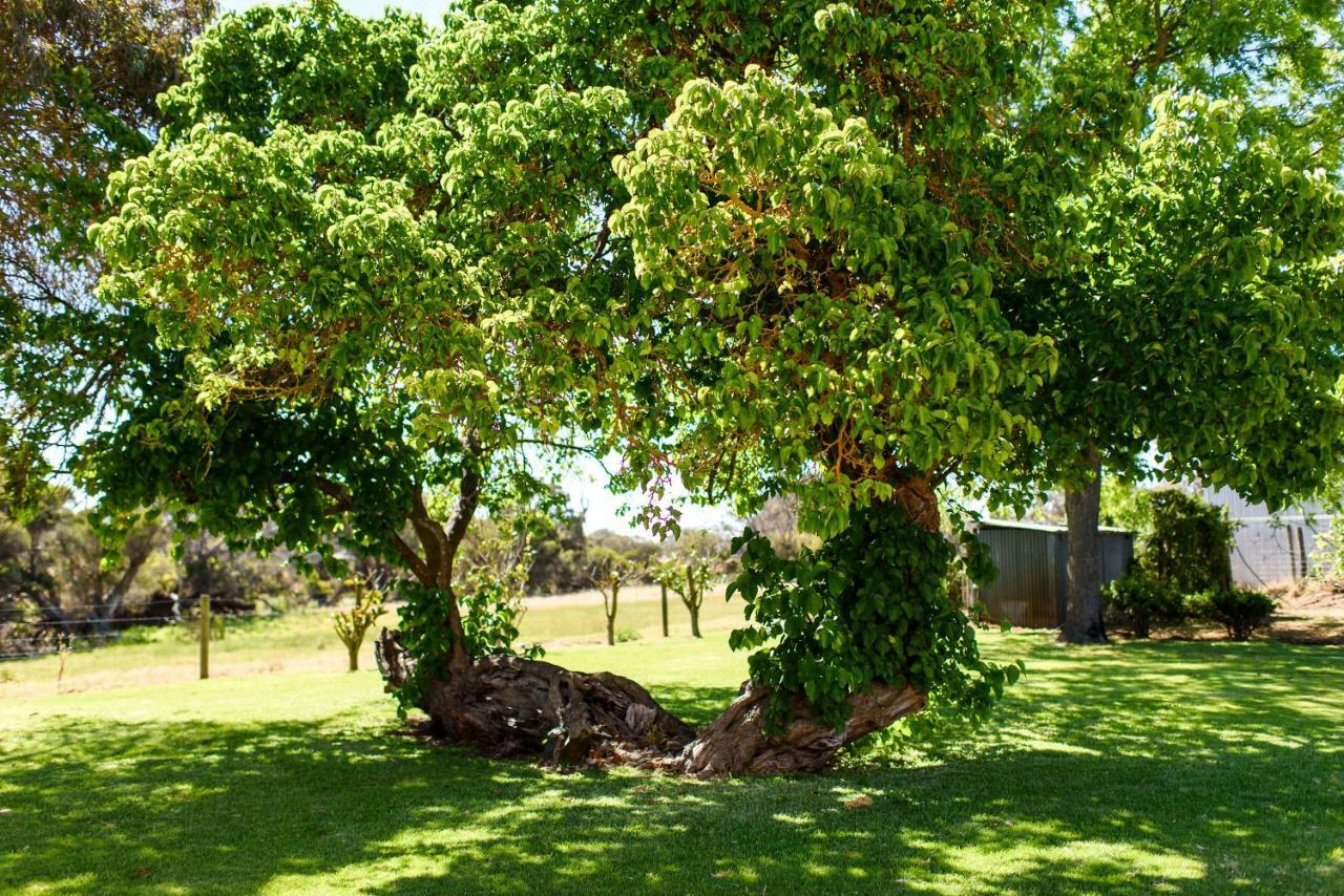 Fairlawn Estate Pension Busselton Buitenkant foto