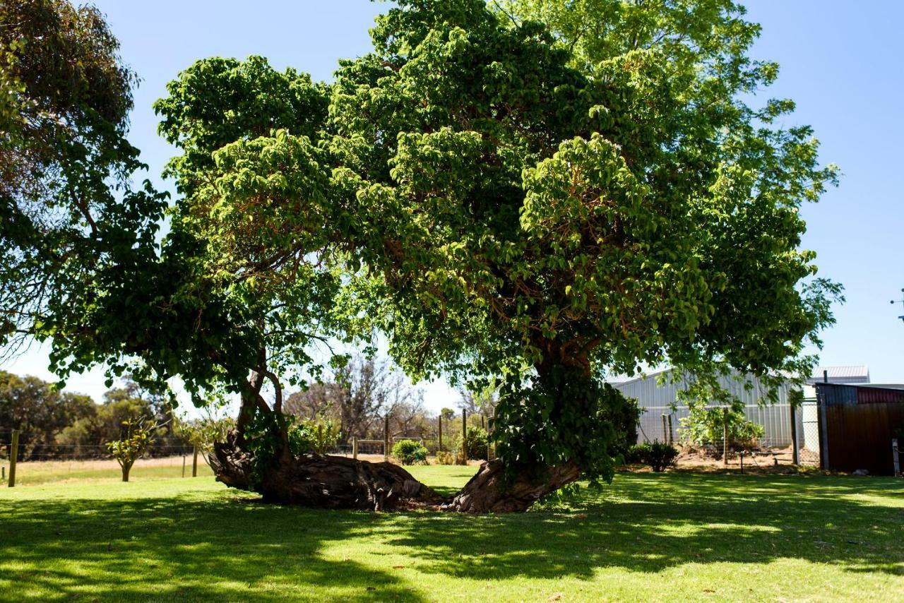 Fairlawn Estate Pension Busselton Buitenkant foto